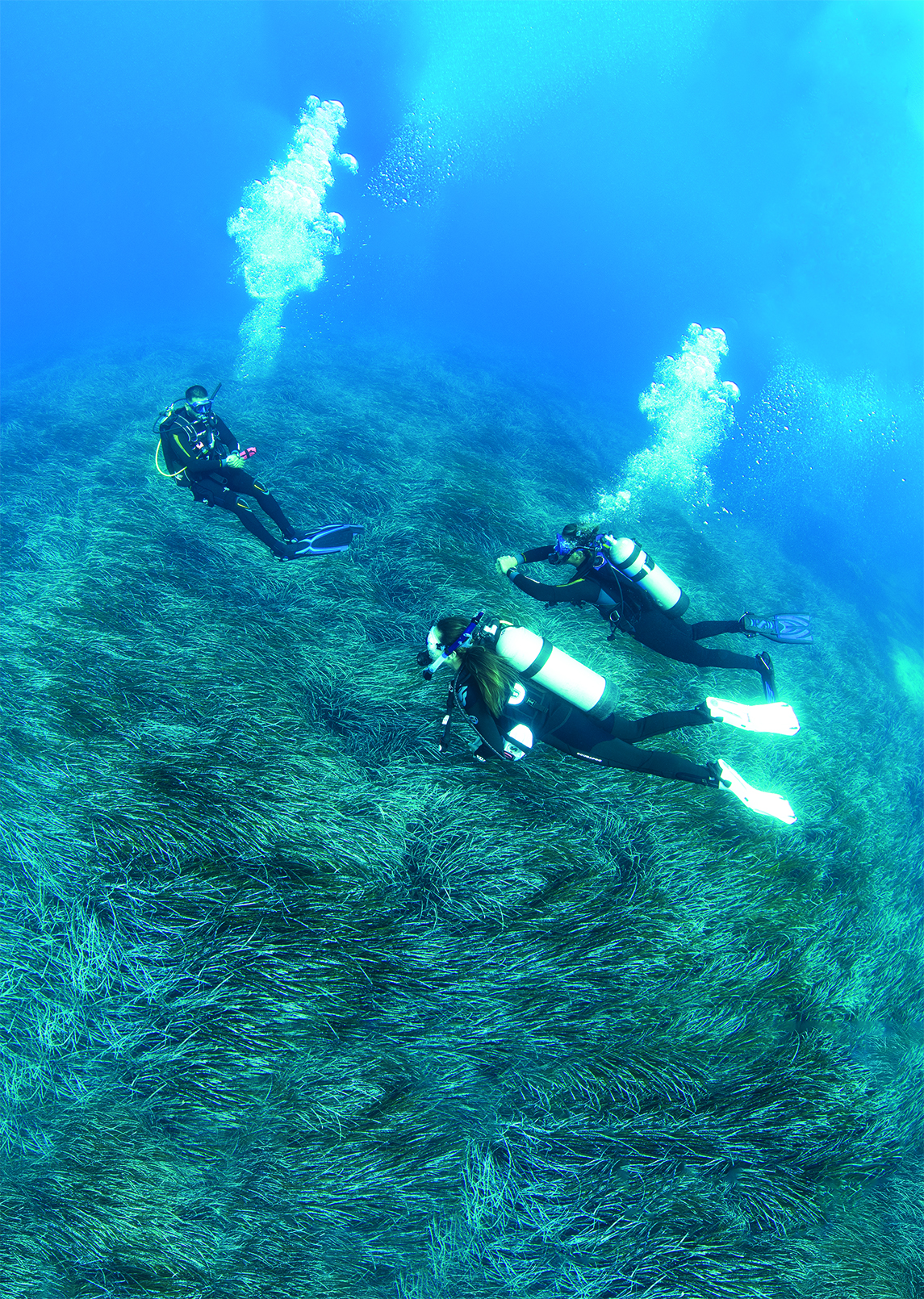 PADI-Divemaster-Cold-Water.jpg Dive Master - Image 1