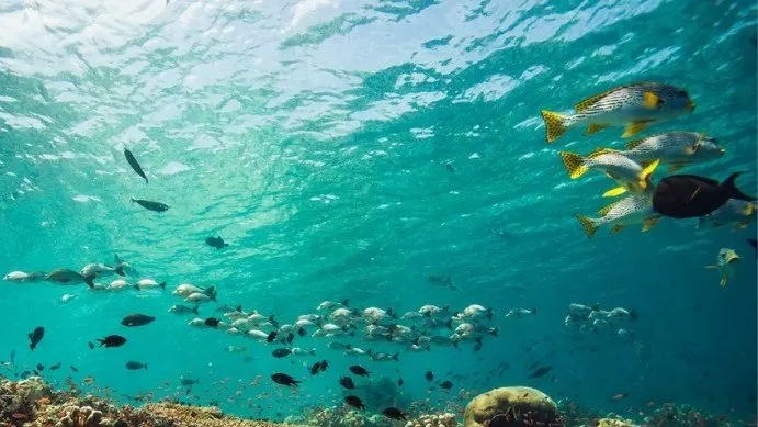 fish-identification-diver.webp AWARE FISH IDENTIFICATION - Image 1